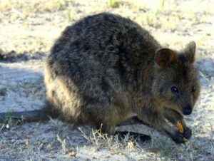 Capybara vs Quokka: The Key Differences Between Two Fascinating Creatures