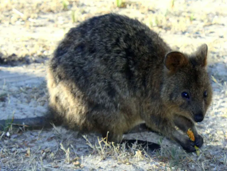 Capybara vs Quokka The Key Differences Between Two Fascinating Creatures
