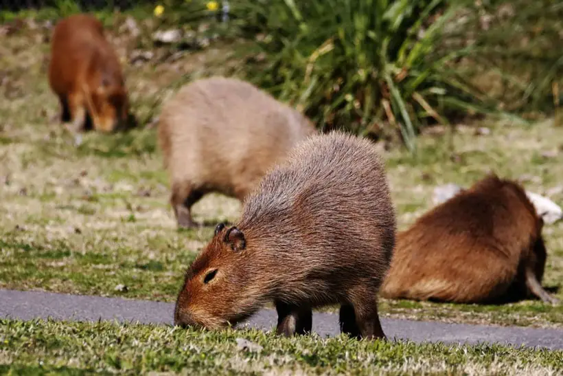 Tips on Grooming and Maintaining the Hygiene of Your Pet Capybara