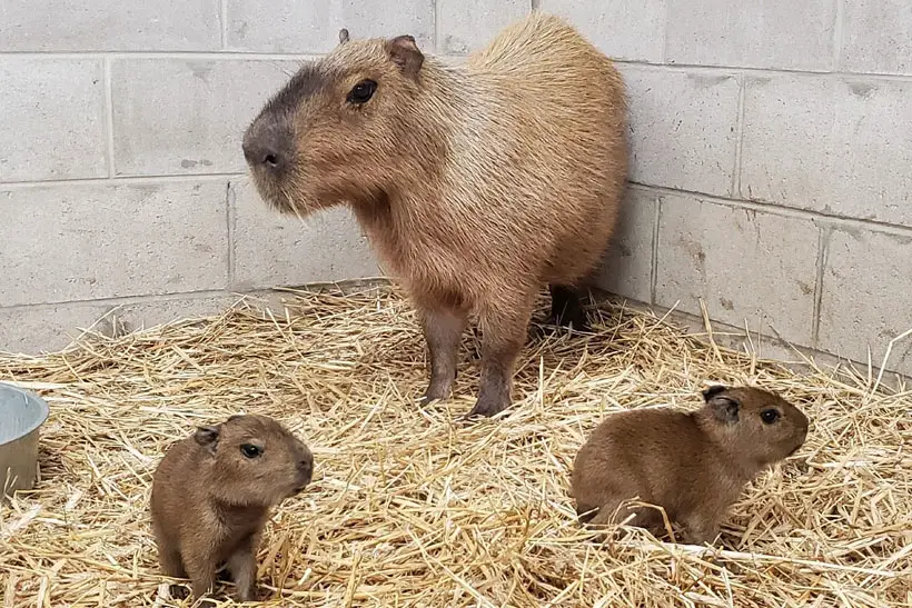 What Are The Positive Effects Of Capybaras' Friendly Attitude