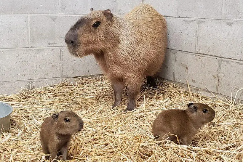 What Are The Positive Effects Of Capybaras' Friendly Attitude