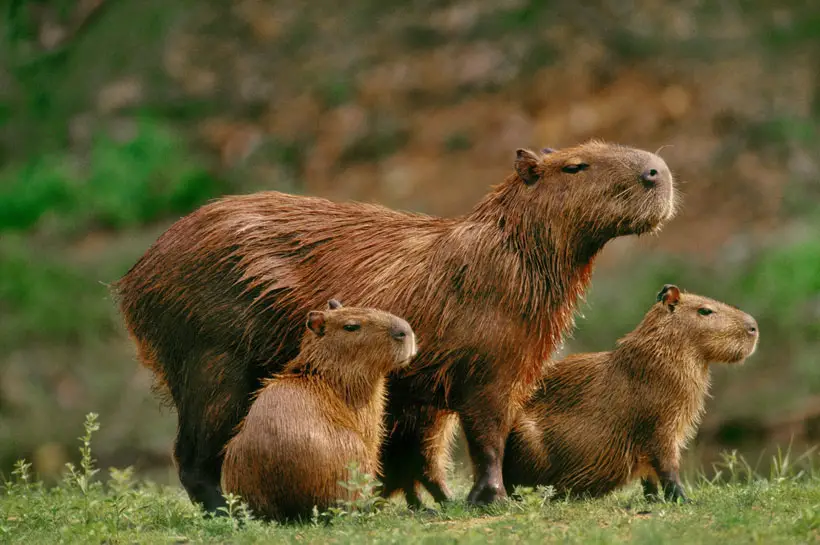 What Elements Contributed To The Capybaras Evolution Into A Friendly Rodent