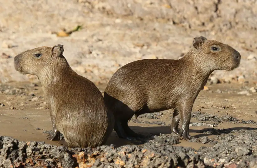 What Kinds Of Sounds Do Capybaras Make