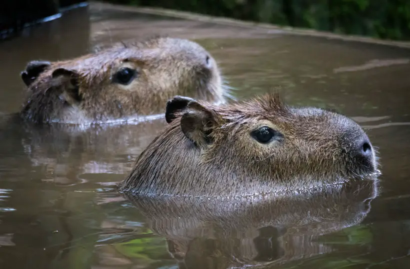 Why Capybara Are Such Good Swimmers