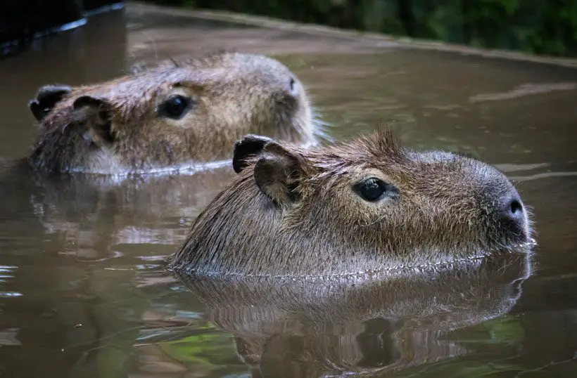 Why Capybara Are Such Good Swimmers