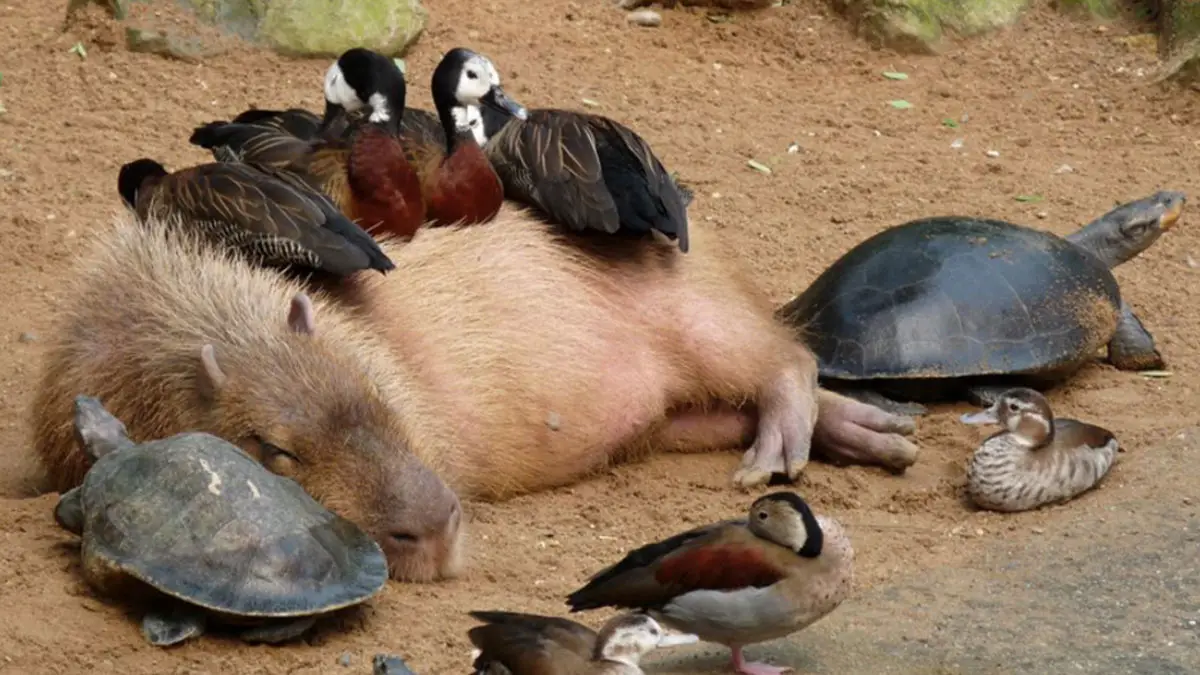 Why Capybaras Are So Friendly? – Let’s Find Out!