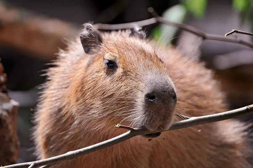 Why Pet Capybaras Bite