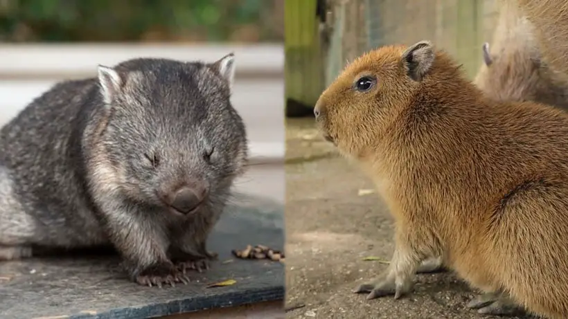 Wombat vs Capybara