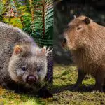 Wombat vs Capybara