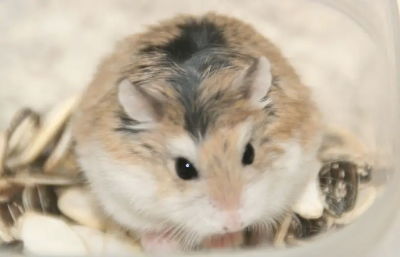 average lifespan of a Roborovski hamster