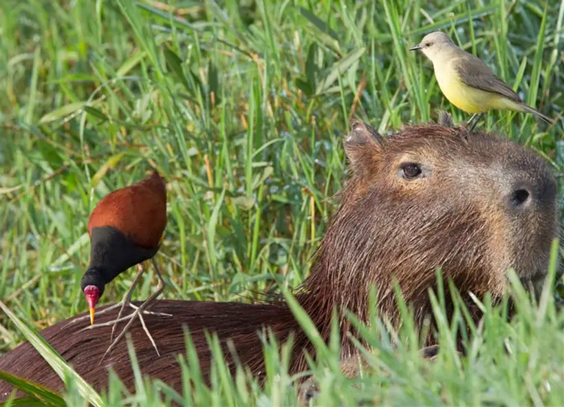 Birds And Other Small Animals Love Sitting On Capybara