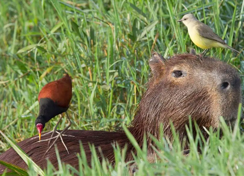 Birds And Other Small Animals Love Sitting On Capybara