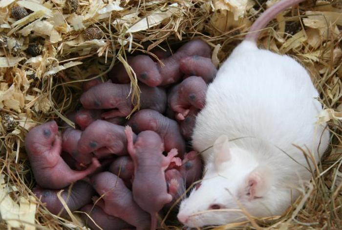 How Fast Do Mice Reproduce