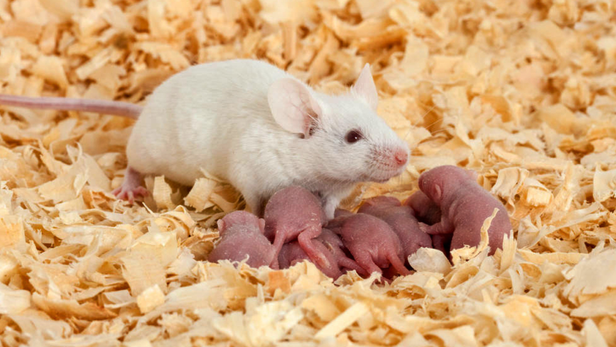 How Fast Do Mice Reproduce? Clear Conception About Reproduction!