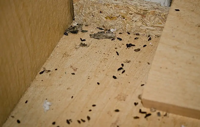 Signs Of Having Mice In Your House Dropping