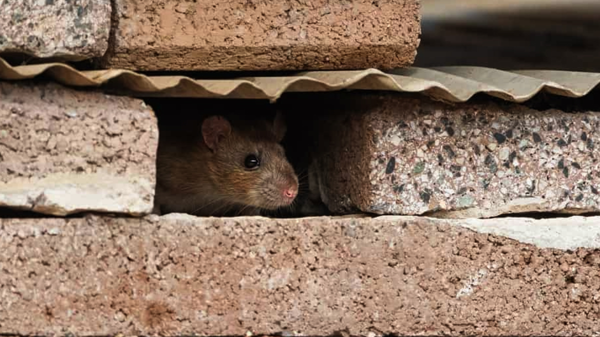 Can Mice Climb Walls? Why and How Can You Prevent This?