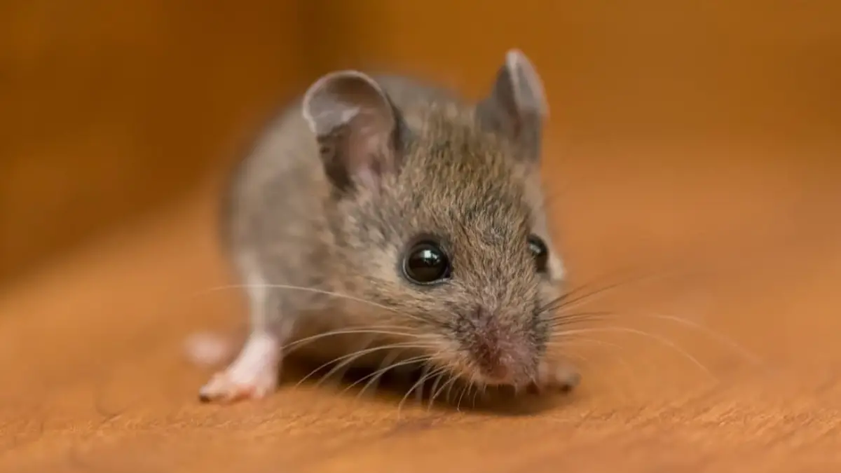 Exploring the Habits of Mice: Do They Usually Go Upstairs?