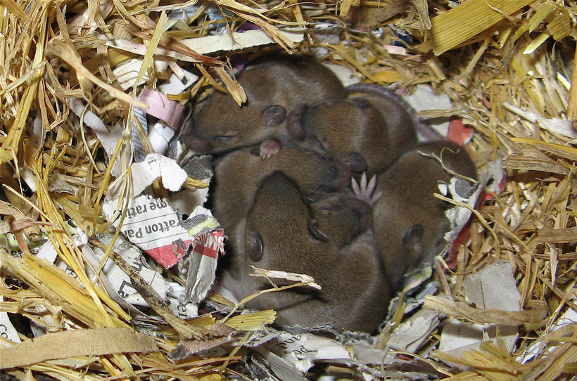 How Do Mice Nests Look Like