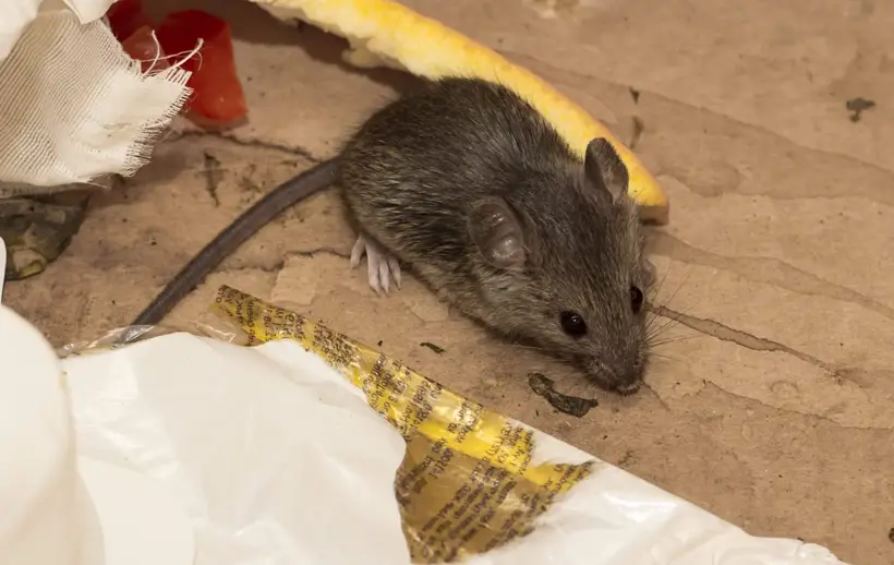How to Get Rid Of Mice In Attic Under Insulation