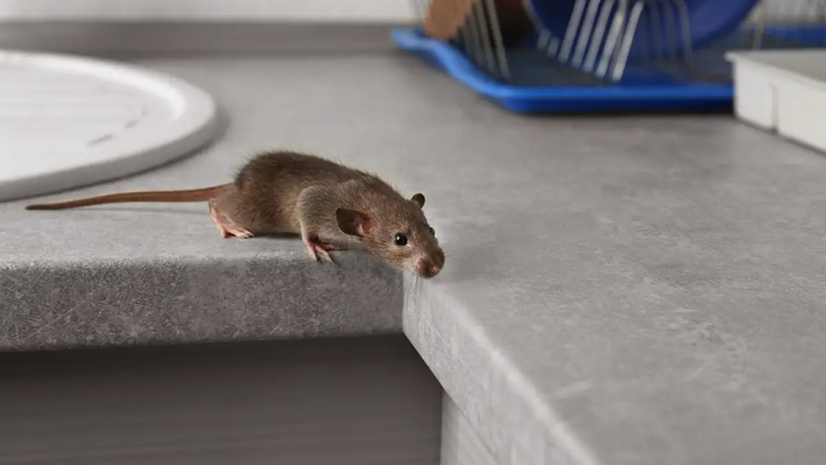 How To Get Rid Of Mice In Attic Under Insulation – Expert’s Guide