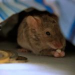 How To Keep Mice Away From Your Bed