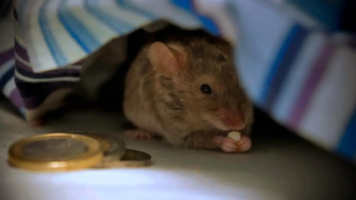 9 Steps To Keep Mice Away From Your Bed!