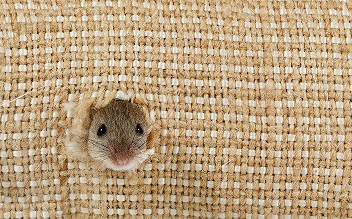 How to Prevent Wild Mice from Climbing and Entering Your Home