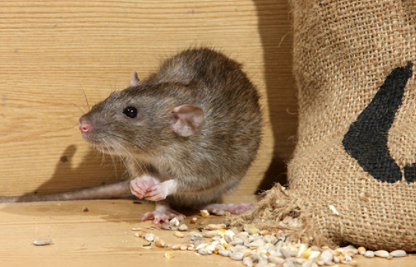 Mice Activity In Upper Floors