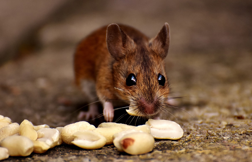 Mice Availability of Food