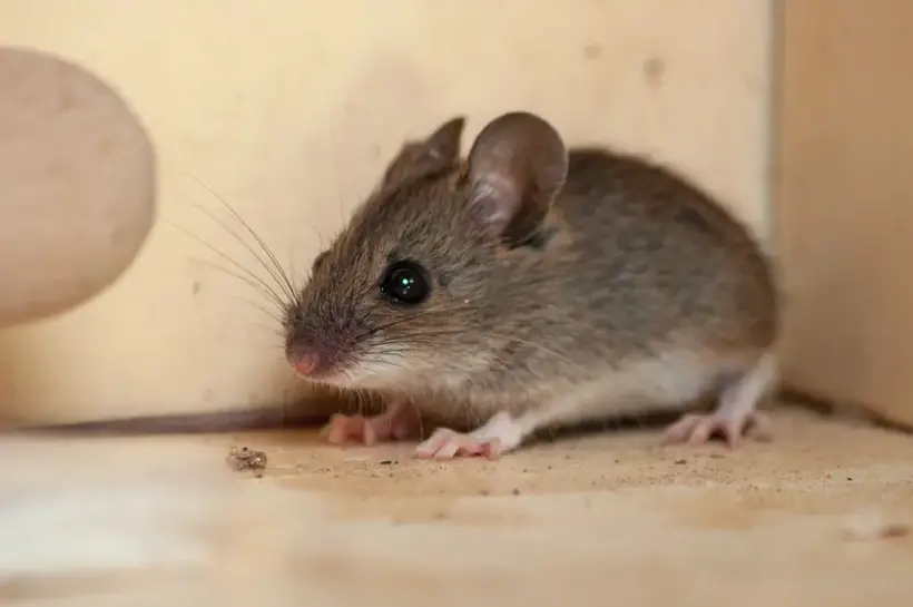 Mice Behavior