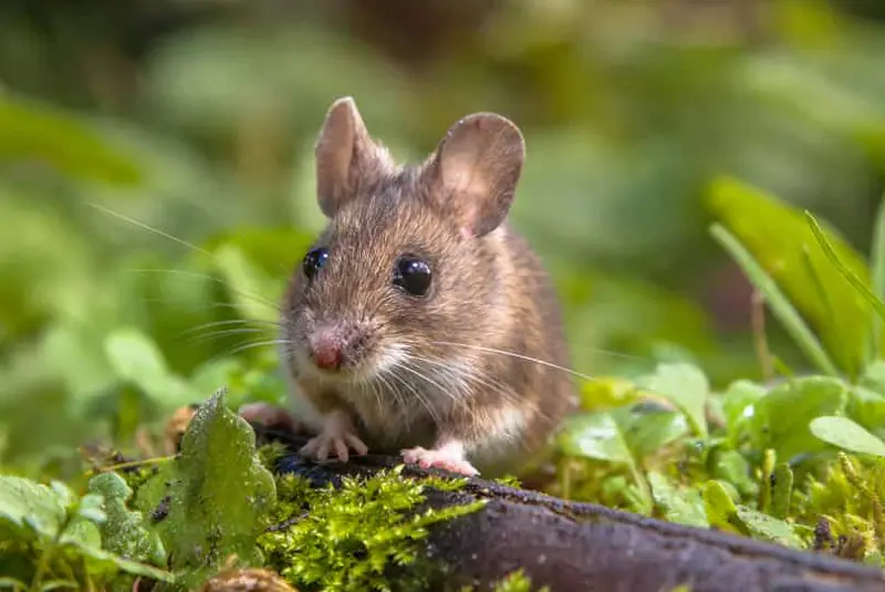 Mice Mating Call And Breeding