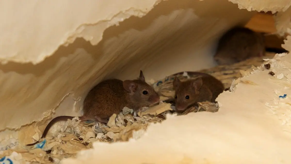 Mice Nest 101: Where, How to Find Tips – A Comprehensive Guide