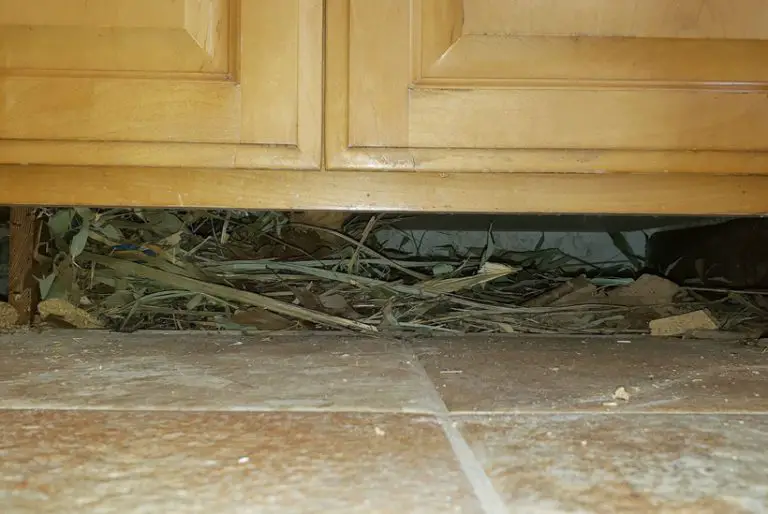 Mice Nest 101 Where, How to Find Tips A Comprehensive Guide