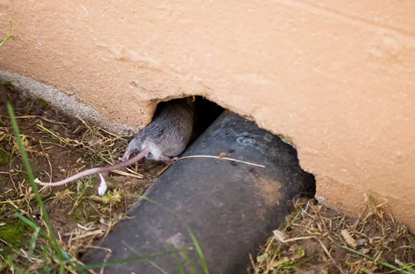 Mice Vents And Drains