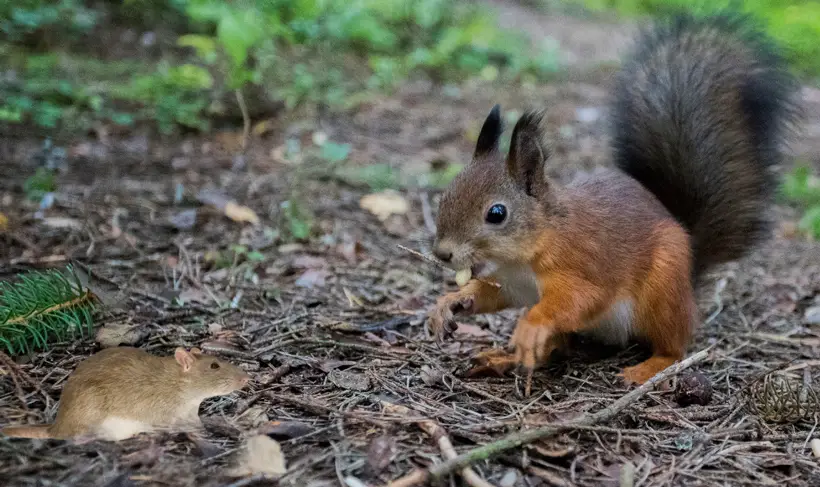 Rat Poop vs Squirrel Poop