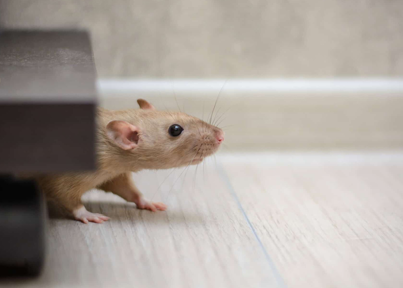 Remove Mice From Your Upper Floors