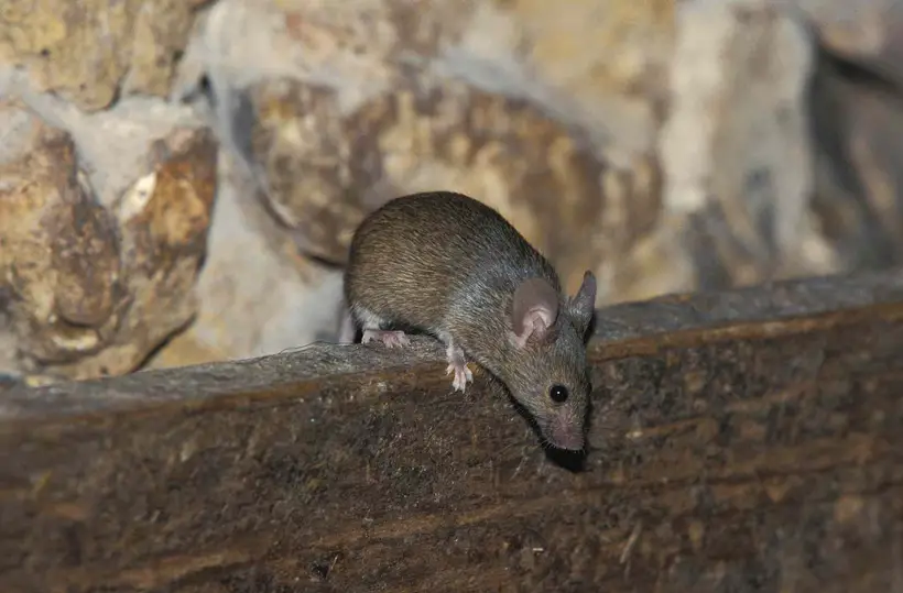 What Attracts Mice To Your Attic