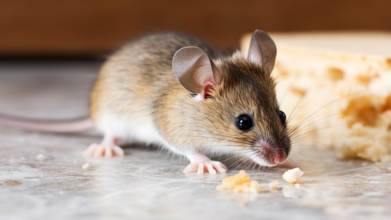 What Happens If You Disturb A Mouse Nest