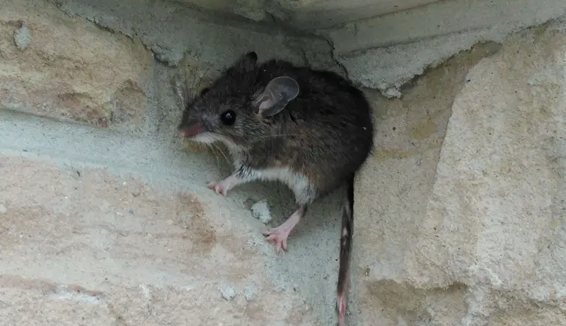 What Makes Mice Good Climbers