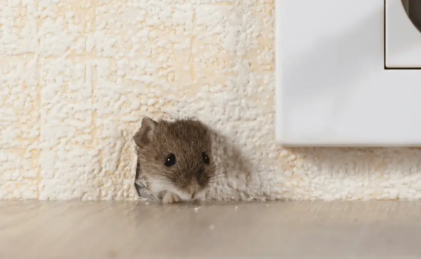 What Should You Do When You Hear Mice In Your House