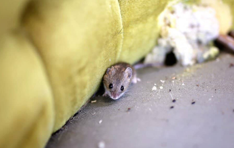 Where And How Do I Find Mice Nests