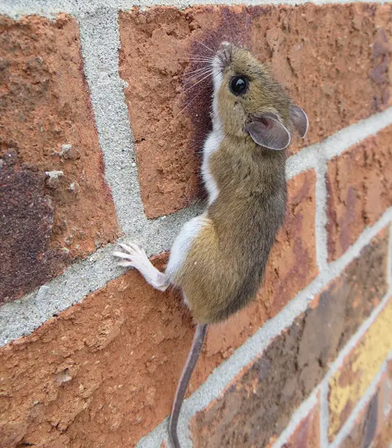 Which Walls Can Mice Climb
