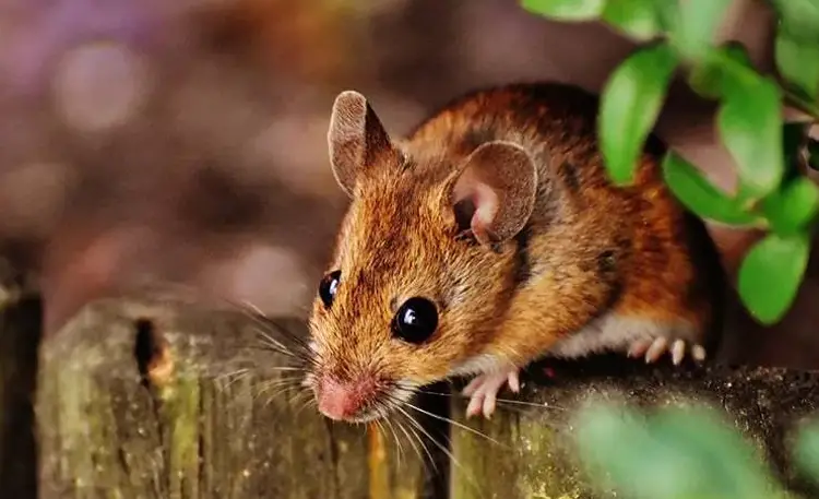 Why Do Mice Squeak