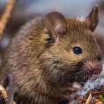 Why Do Mice Squeak