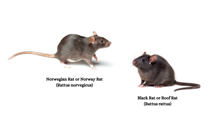 2 Main Types of Rats In Washington