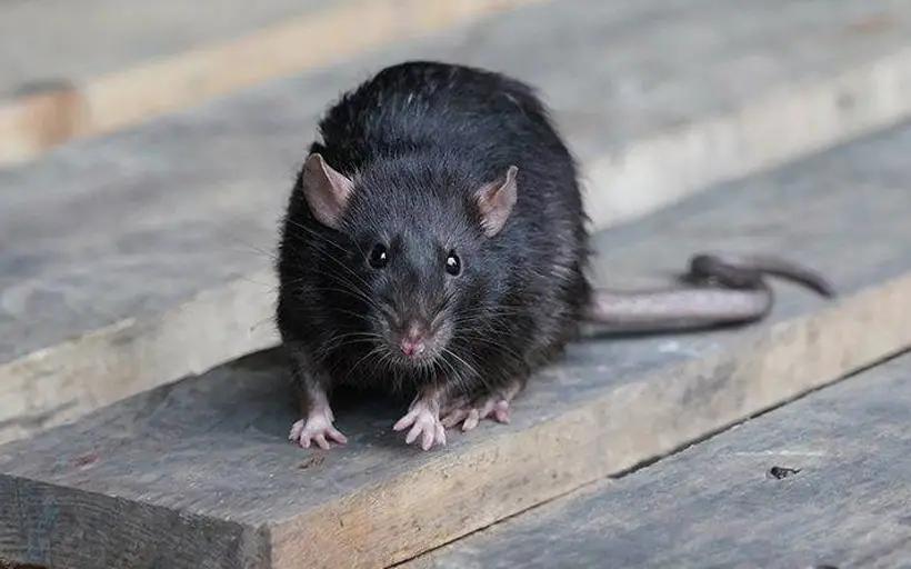 Are Black Rats Harmful