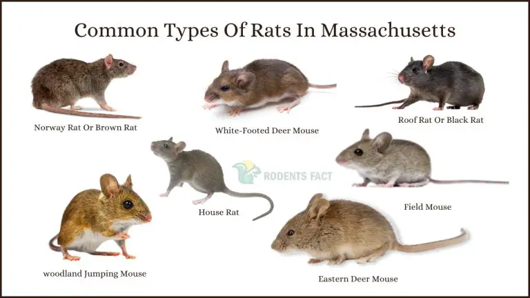 Common Types Of Rats In Massachusetts