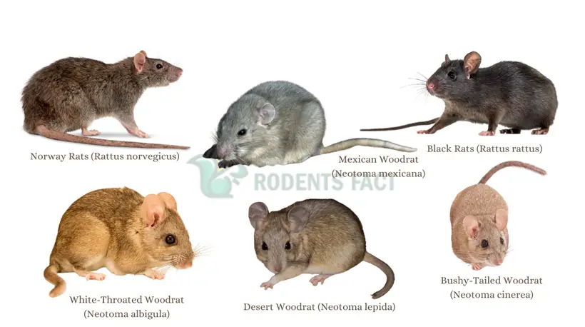 Different Types of Rats You Can Find in Utah