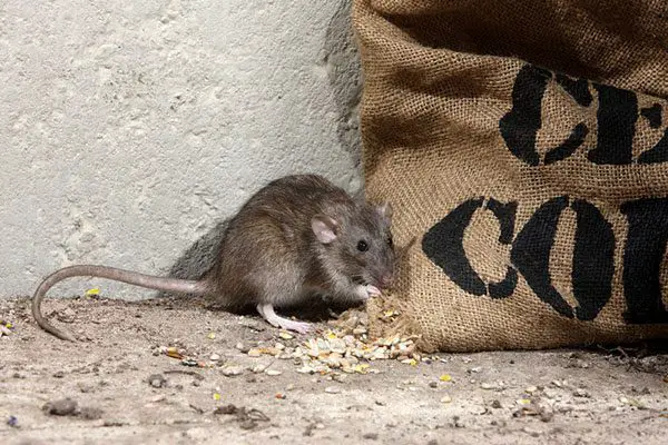 How to Prevent Rat Infestation in Alaska