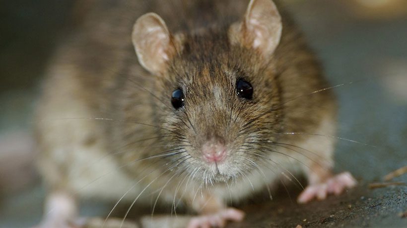 How to Prevent Rat-Transmitted Diseases